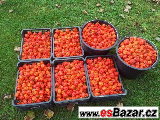Trinidad Scorpion Moruga - sušené chilli – fotografie 5