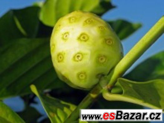 Noni citrusolistá - semena – fotografie 1