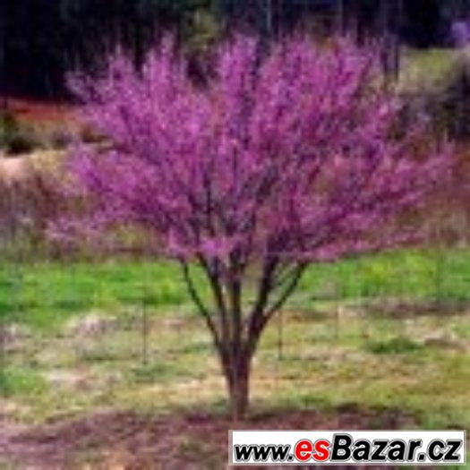 Cercis Chinensis - semena neoseeds – fotografie 1