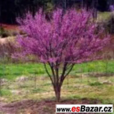 Cercis Chinensis - semena neoseeds