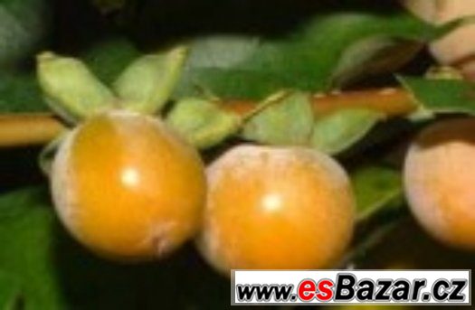 Diospyros Lotus - semena – fotografie 1