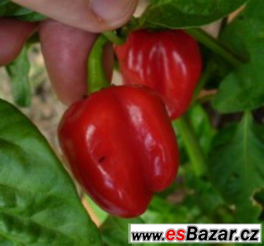 Chilli paprika Tobago - semena – fotografie 1