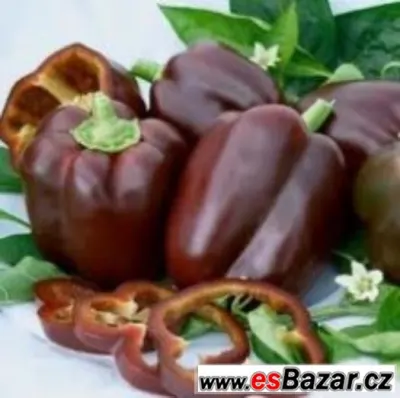 Paprika sladká Chocolate Beauty - semena