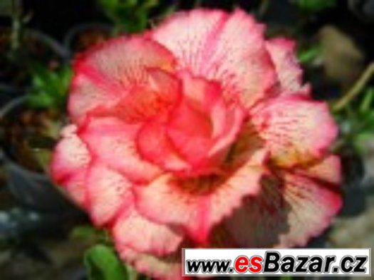 Adenium Petsayrung - semena – fotografie 1