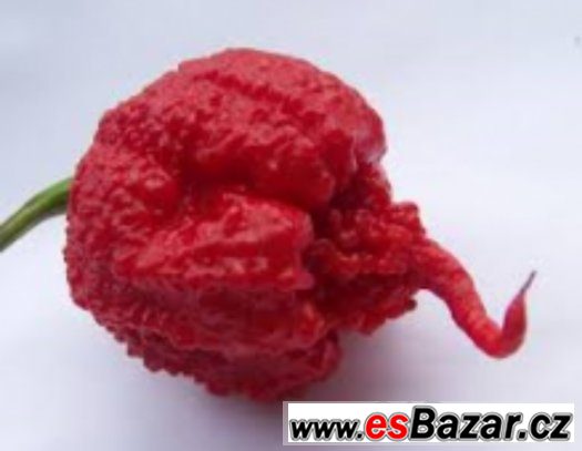 Chilli Carolina Reaper - semena – fotografie 1