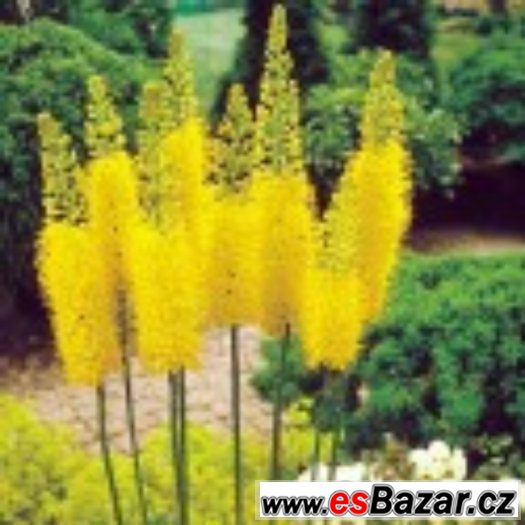 Eremurus Stenophyllus Bungei - semena – fotografie 1