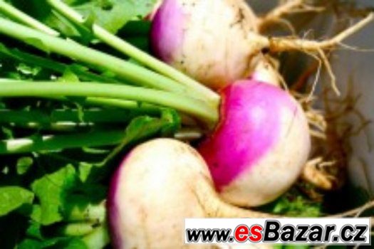 Vodnice Purple top White - semena – fotografie 1