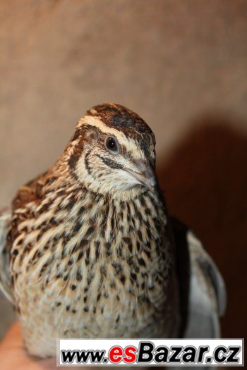 Křepelka japonská nosná - kuřata – fotografie 3