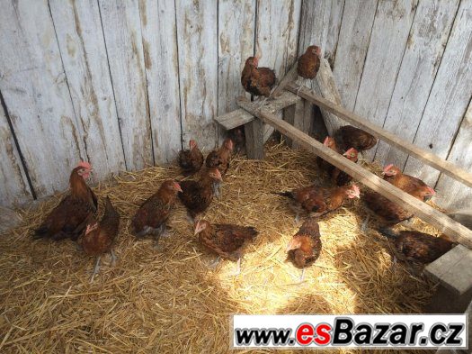 Zlatá česká kropenka – fotografie 1