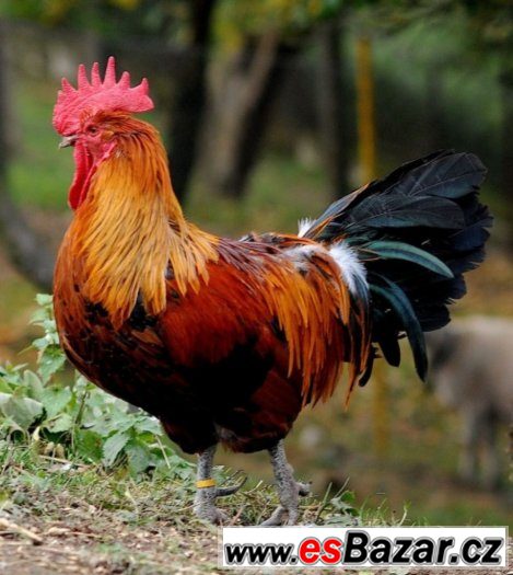 Zlatá česká kropenka – fotografie 2
