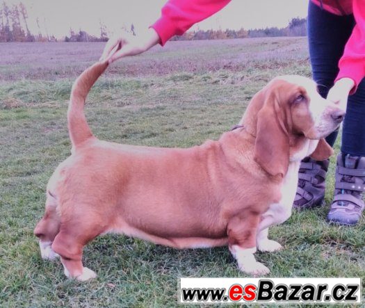 Basset Hound s PP – fotografie 2