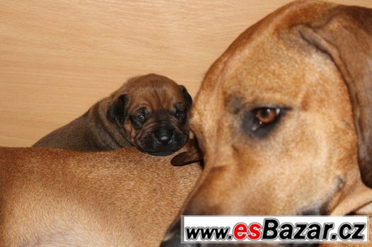 Vymazlená štěňátka RR s PP – fotografie 3