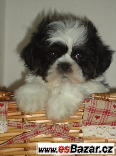 Shih-tzu, nádherná štěňátka bez PP,velice kvalitní,černobílá – fotografie 1