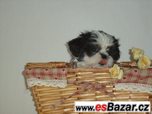 Shih-tzu, nádherná štěňátka bez PP,velice kvalitní,černobílá – fotografie 3