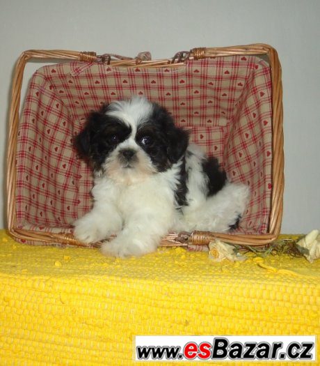 Shih-tzu, nádherná štěňátka bez PP,velice kvalitní,černobílá – fotografie 4