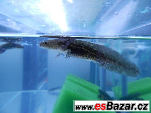 AXOLOTL MEXICKÝ  OD 80 kč/ kus – fotografie 2