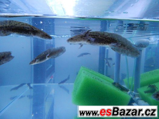 AXOLOTL MEXICKÝ  OD 80 kč/ kus – fotografie 3