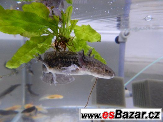 AXOLOTL MEXICKÝ  OD 80 kč/ kus – fotografie 4