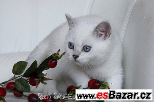 Britska SILVER -SHADED-POINT koťatka s PP – fotografie 4