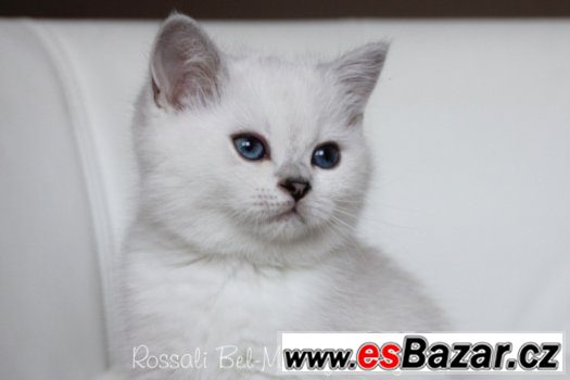 Britska SILVER -SHADED-POINT koťatka s PP – fotografie 5
