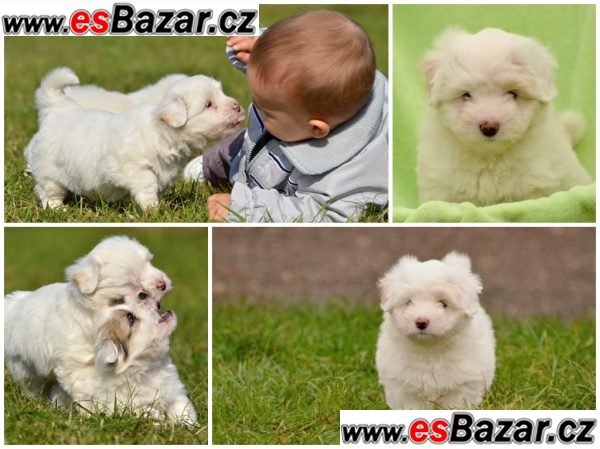 Štěňata Coton de Tuléar – fotografie 2