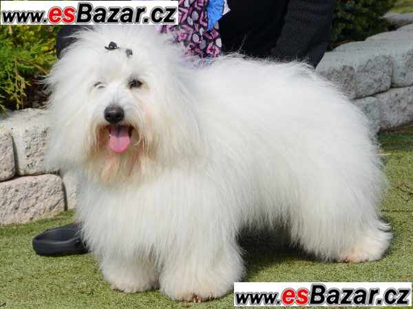 Štěňata Coton de Tuléar – fotografie 5