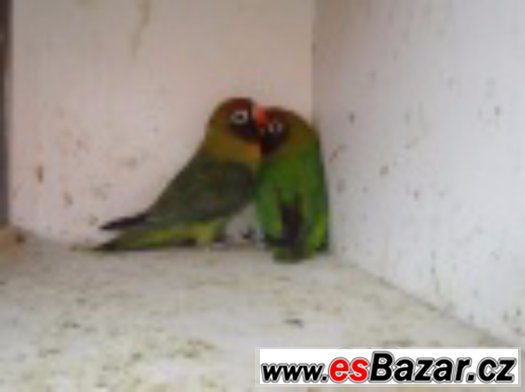 Agapornis hnědohlavý-páry – fotografie 2