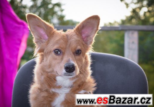 ♥ Angel - mini fenka kříženec štěně ♥ – fotografie 3