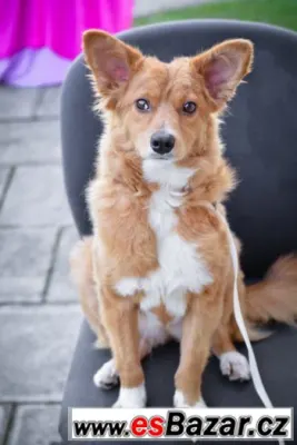 ♥ Angel - mini fenka kříženec štěně ♥