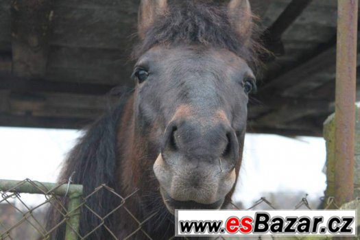 Nabízím práci s 12 letou huculkou – fotografie 1