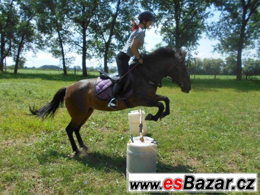Nabízím práci s 12 letou huculkou – fotografie 3