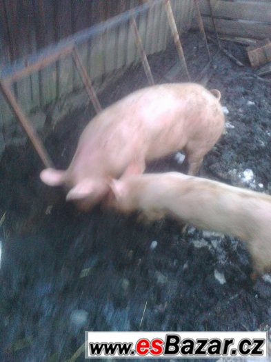 ODVOZ KUCHYŇSKÉHO ODPADU – fotografie 4