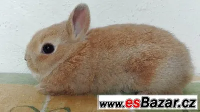 Zakrslý králíčci