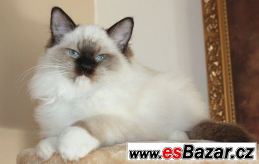 RAGDOLL : – fotografie 2
