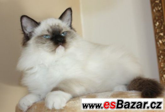 RAGDOLL : – fotografie 3