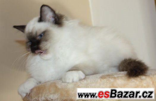 RAGDOLL : – fotografie 4