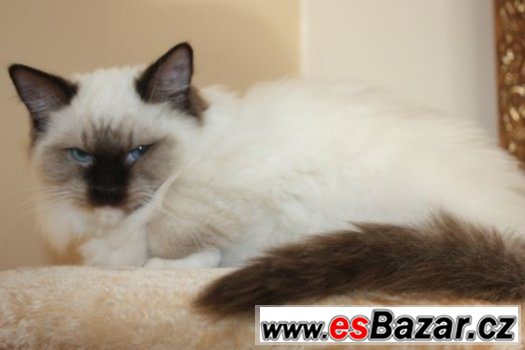 RAGDOLL : – fotografie 5