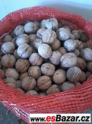 Vlašské ořechy - 20kg-59kč /neloupane – fotografie 2