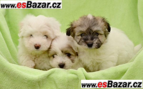 Štěňata Coton de Tuléar – fotografie 2