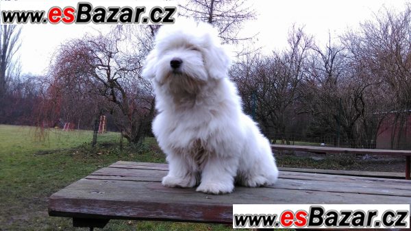 Štěňata Coton de Tuléar – fotografie 5