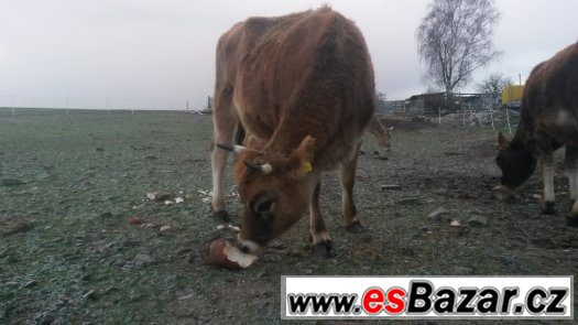 zapuštěná Jersey jalovice 1,5roku – fotografie 1