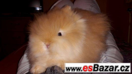 luxusní teddy králíčci s VP – fotografie 1
