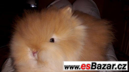luxusní teddy králíčci s VP – fotografie 2