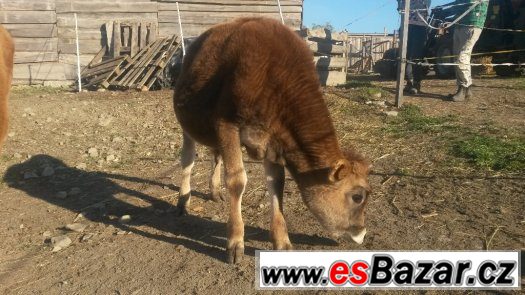 Jersey býček – fotografie 2
