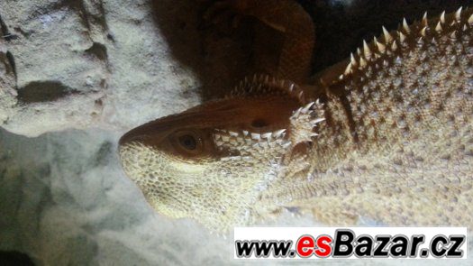 Agama vousata – fotografie 1