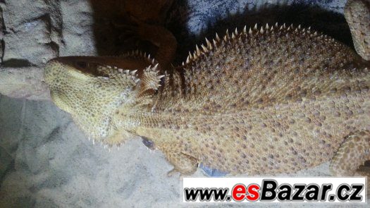Agama vousata – fotografie 2