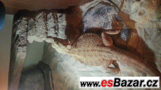 Agama vousata – fotografie 3
