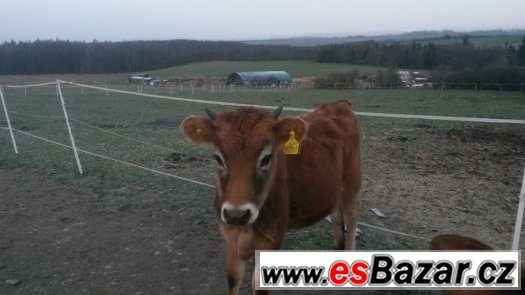 Jersey jalovička 100% – fotografie 1