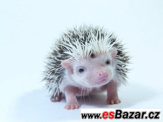 Sameček afrického pygmy ježka s PP k předběžné rezervaci – fotografie 1