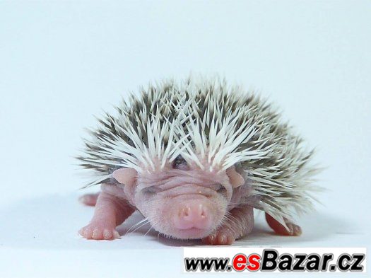 Sameček afrického pygmy ježka s PP k předběžné rezervaci – fotografie 2